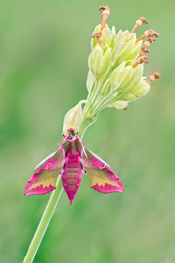 Small Elephant Hawkmoth